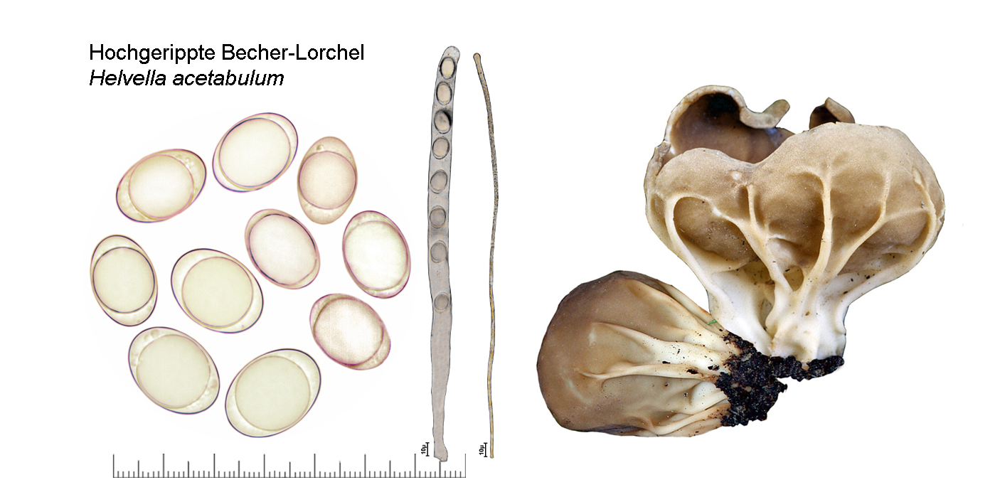 Helvella acetabulum, Hochgerippte Becher-Lorchel