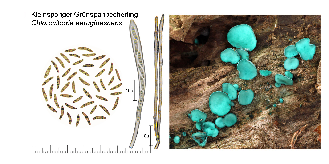 Chlorociboria aeruginascens, Kleinsporiger Grnspanbecherling