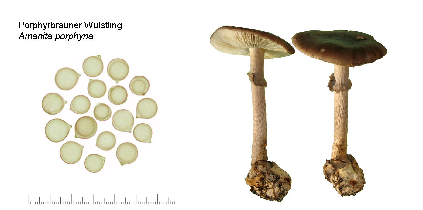 Amanita porphyria, Porphyrbrauner Wulstling