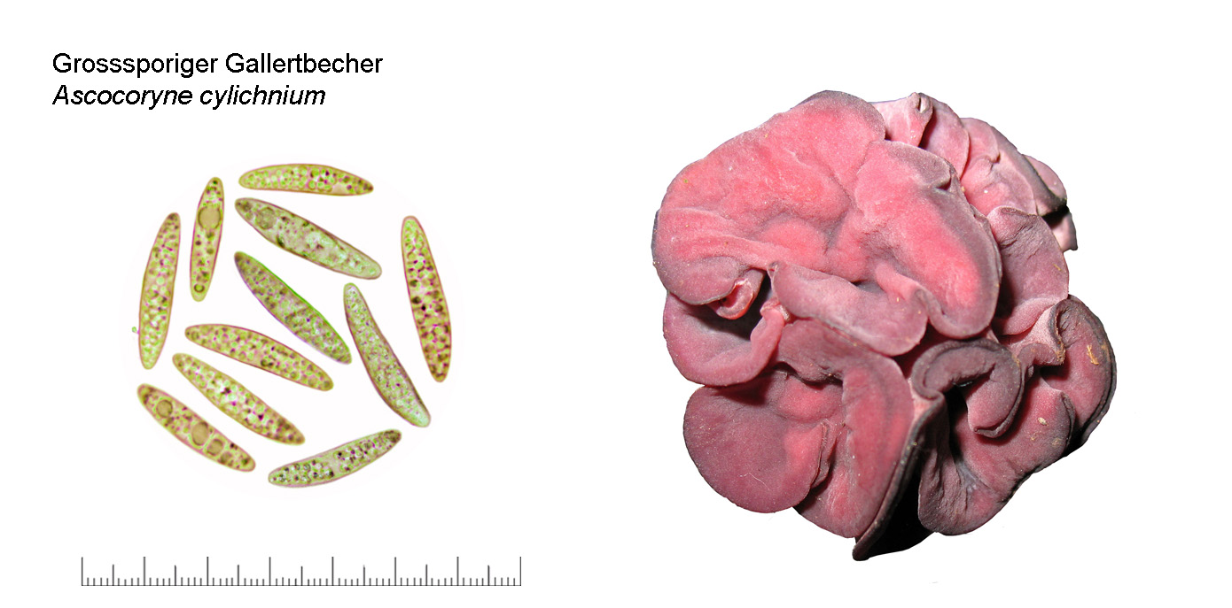 Ascocoryne cylichnium, Grossporiger Gallertbecher