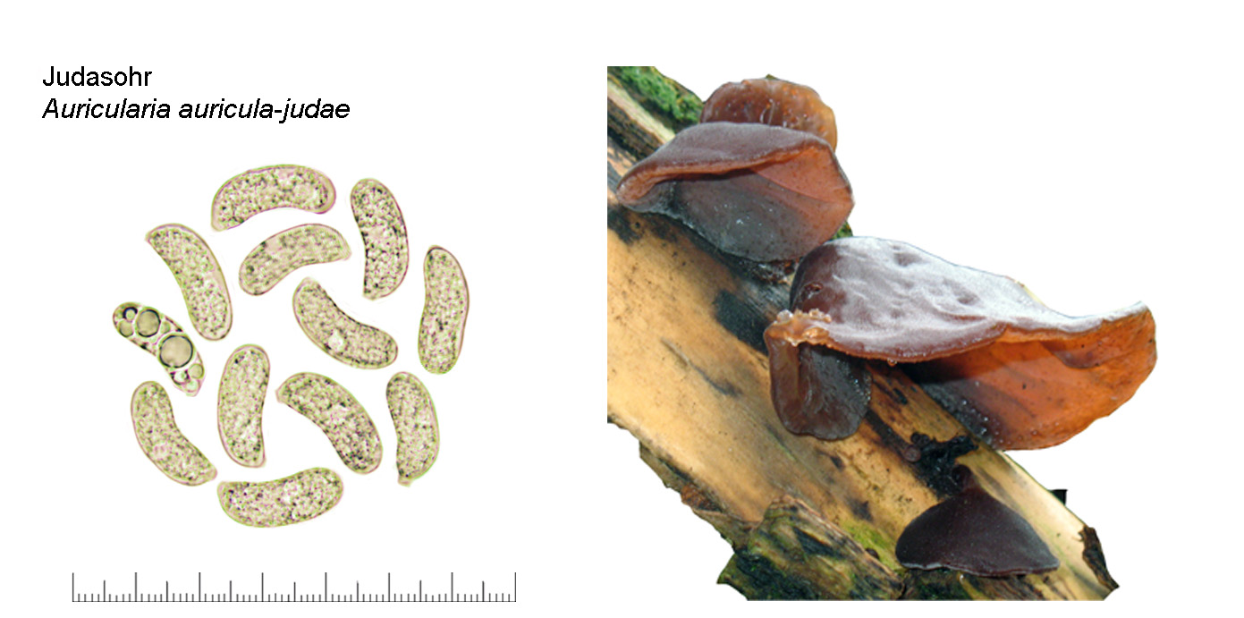 Auricularia auricula-judae, Judasohr