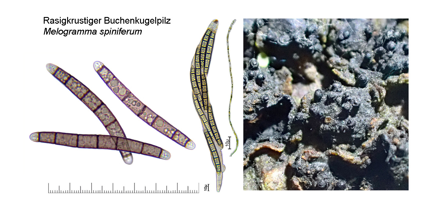 Melogramma spiniferum, Rasigkrustiger Buchenkugelpilz