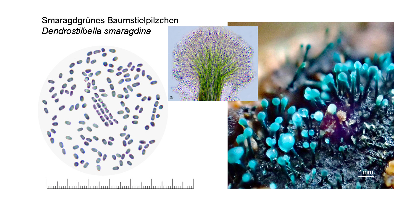 Dendrostilbella smaragdina, Smaragdgrnes Baumstielpilzchen