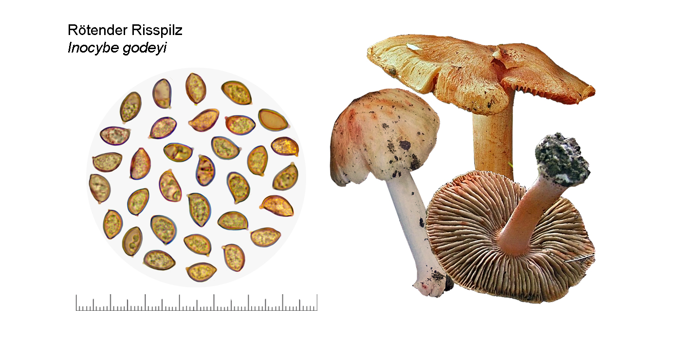 Inocybe godeyi, rtender Risspilz