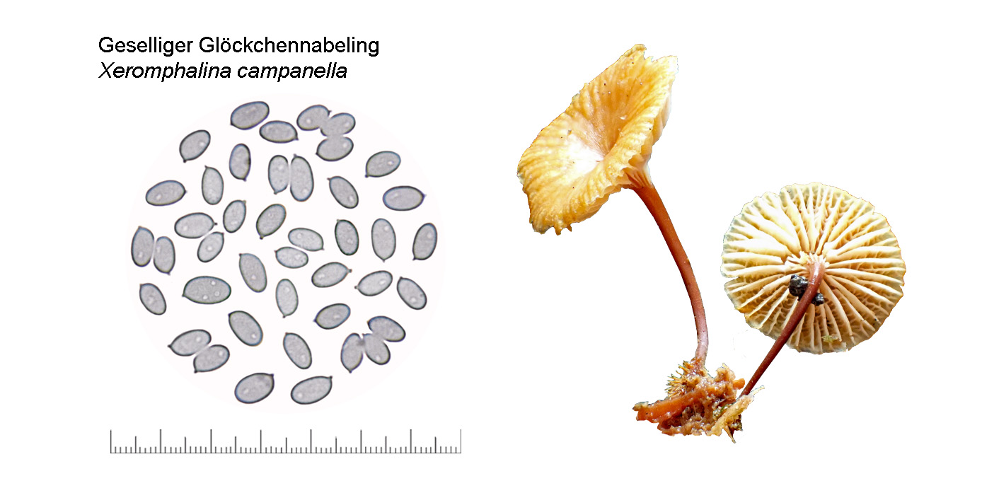 Xeromphalina campanella, Geselliger Glckchennabeling