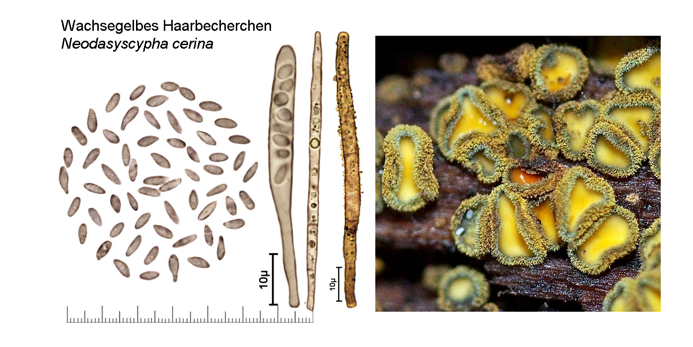 Neodasyscypha cerina, Wachsegelbes Haarbecherchen
