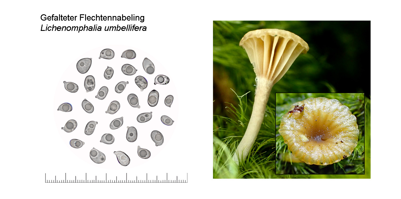 Lichenomphalia umbellifera, Gefalteter Flechtennabeling