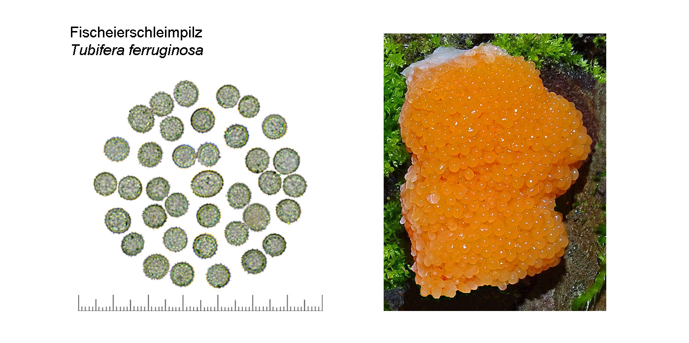 Tubifera ferruginosa, Fischeierschleimpilz