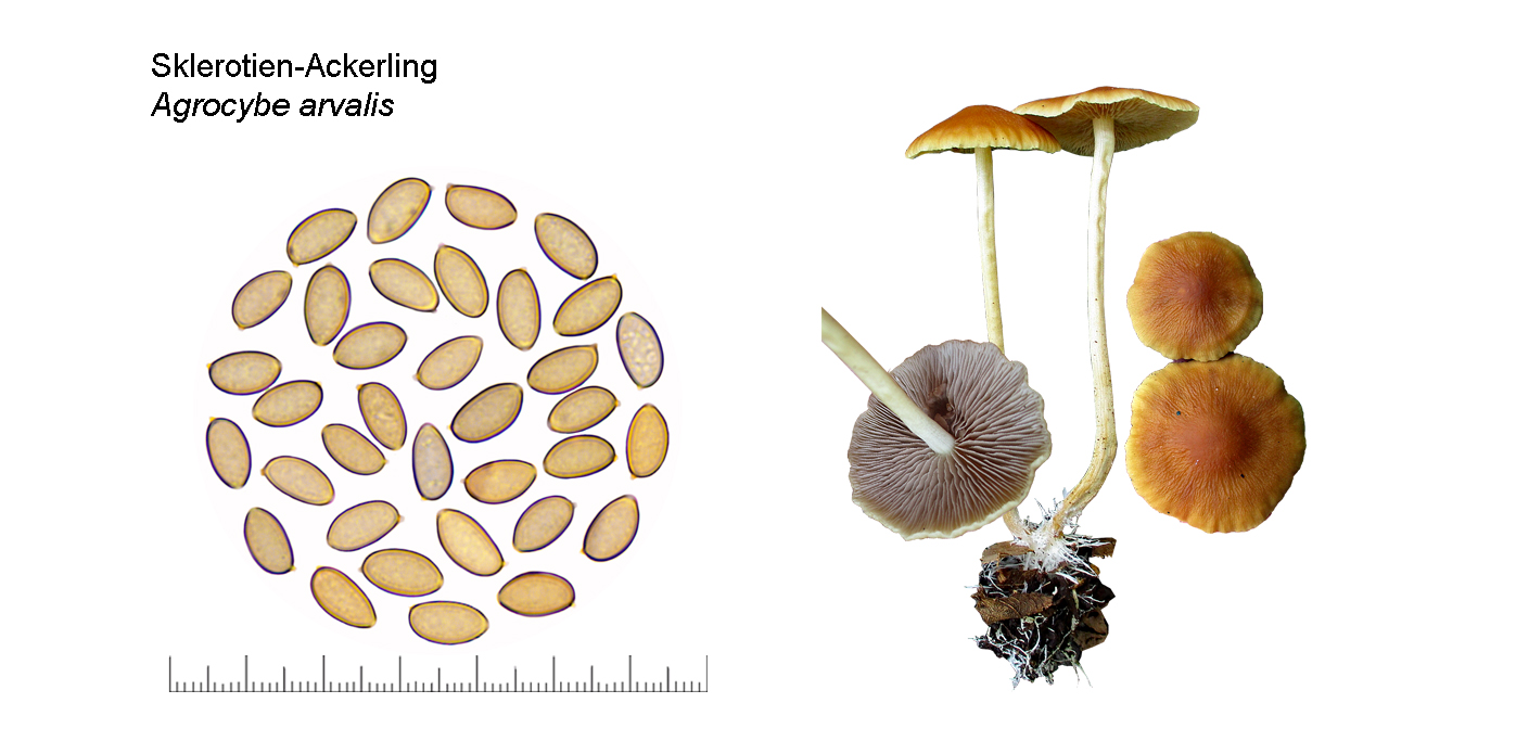 Agrocybe arvalis, geschwrzter Ackerling