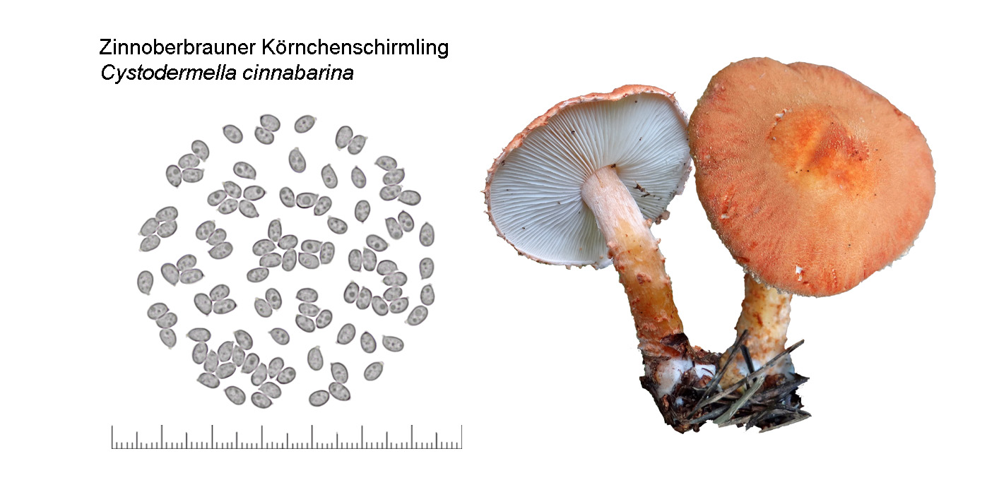 Cystodermella cinnabarina, Zinnoberbrauner Körnchenschirmling Cystodermella cinnabarina, Zinnoberbrauner Körnchenschirmling
