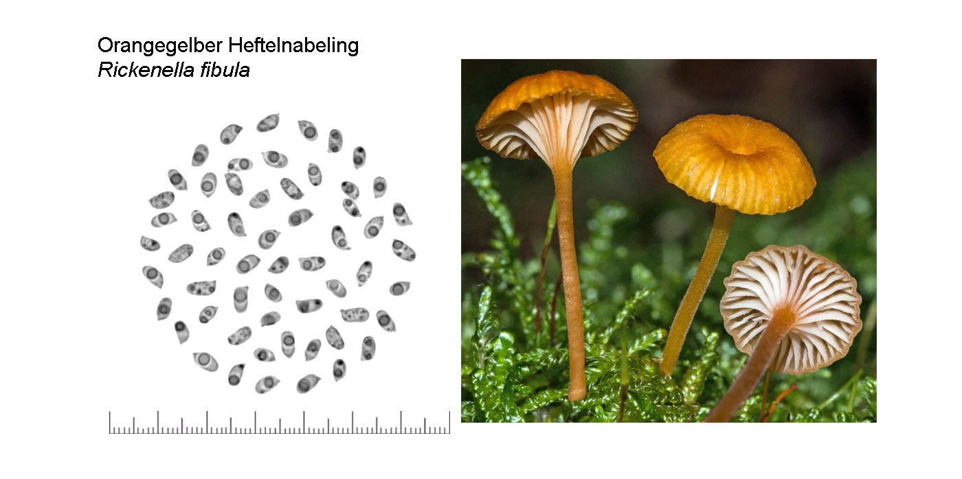 Rickenella fibula, Orangegelber Heftelnabeling