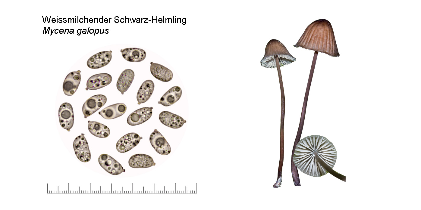 Mycena galopus, Weissmilchender Schwarzhelmling Mycena galopus, Weissmilchender Schwarzhelmling
