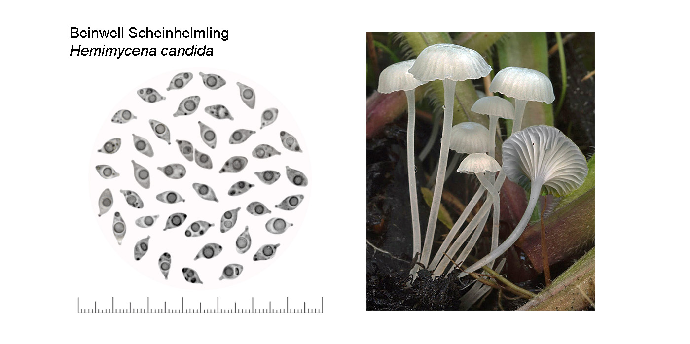 Hemimycena candida, Beinwell Scheinhelmling
