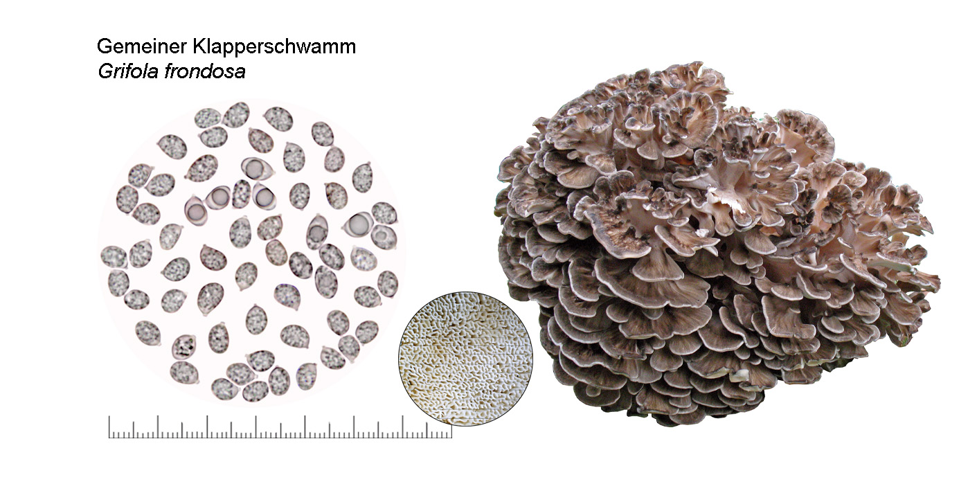 Grifola frondosa, Gemeiner Klapperschwamm