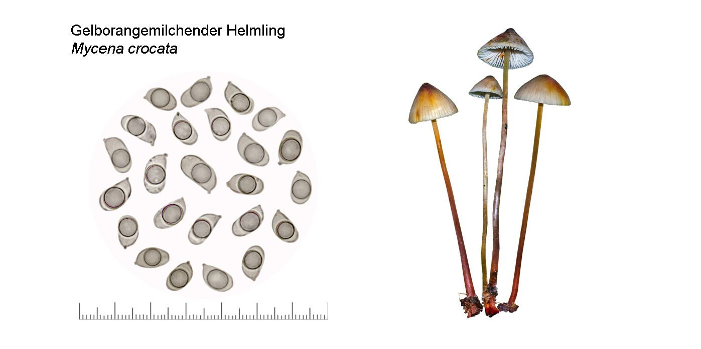 Mycena crocata, Gelborangemilchender Helmling Mycena crocata, Gelborangemilchender Helmling