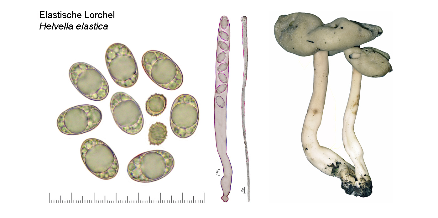 Helvella eslastica, Elastische Lorchel