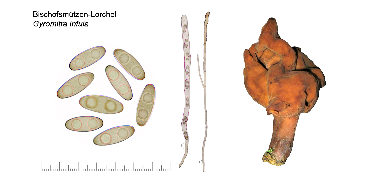 Gyromitra infula, Bischofsm�tze