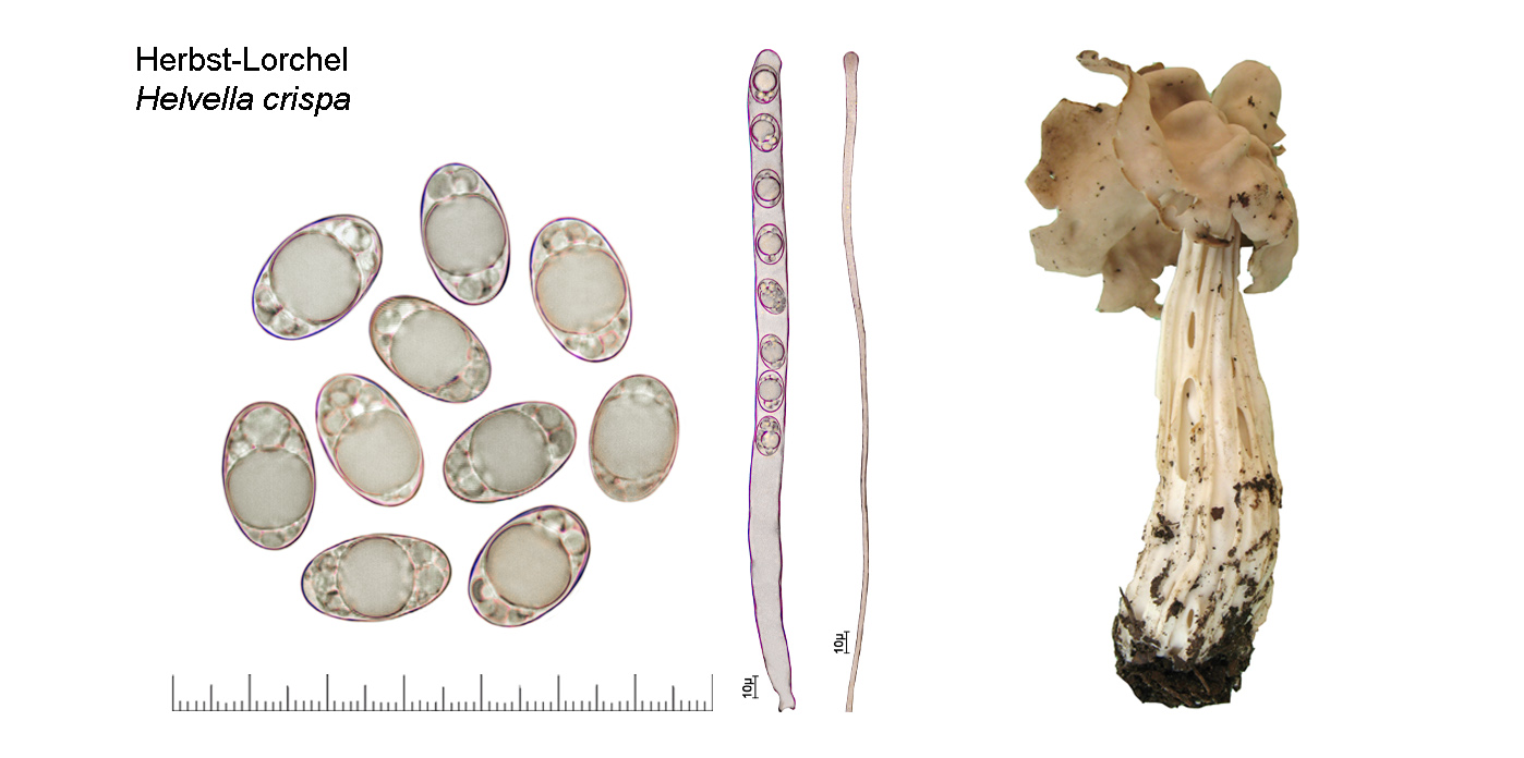 Helvella crispa, Herbstlorchel