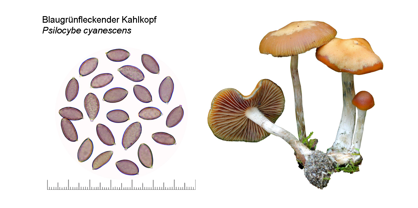 Psilocybe cyanescens, Blauender Kahlkopf