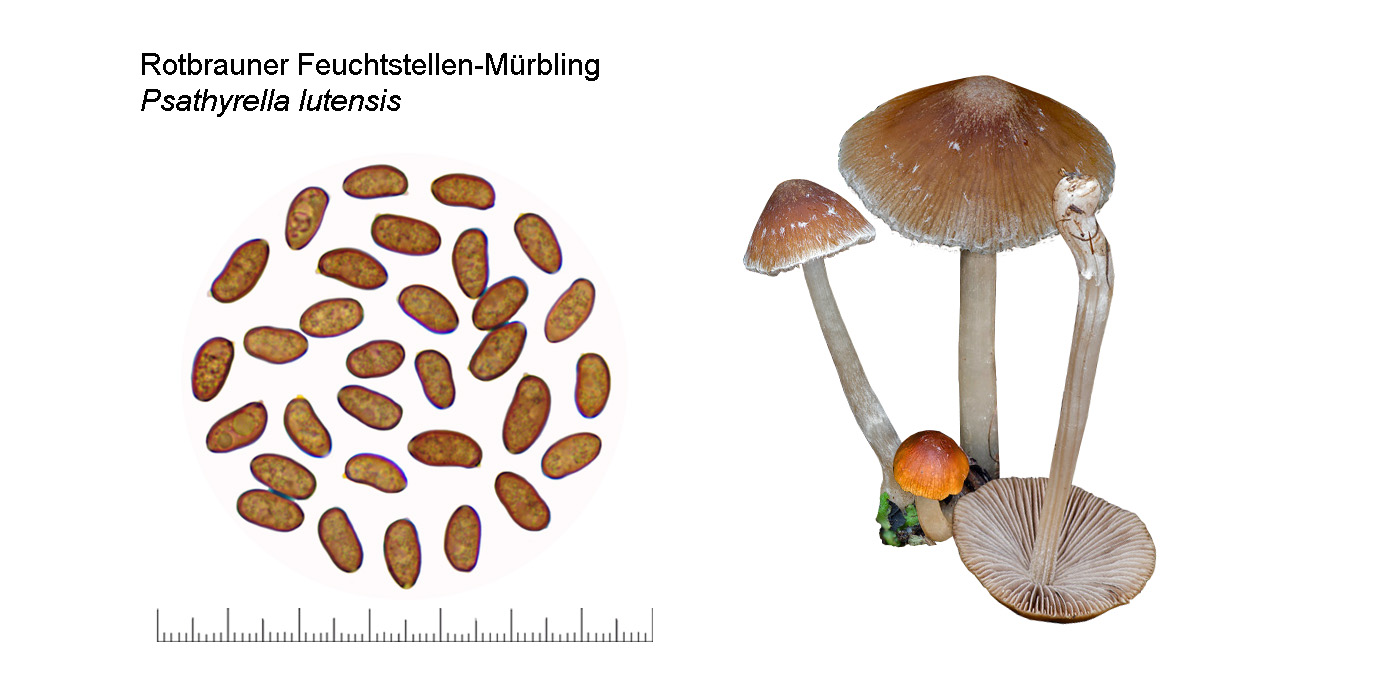 Psathyrella lutensis, Rotbrauner Feuchtstellen-M�rbling