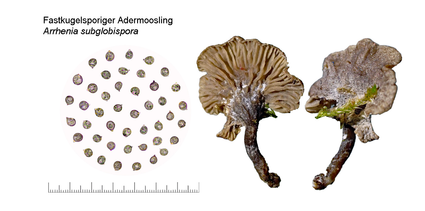 Arrhenia subglobispora, Fastkugelsporiger Adermoosling