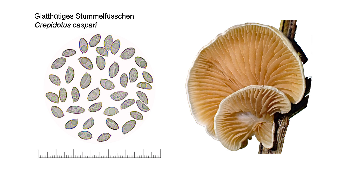 Crepidotus caspari, Glatthtiges Stummelfsschen