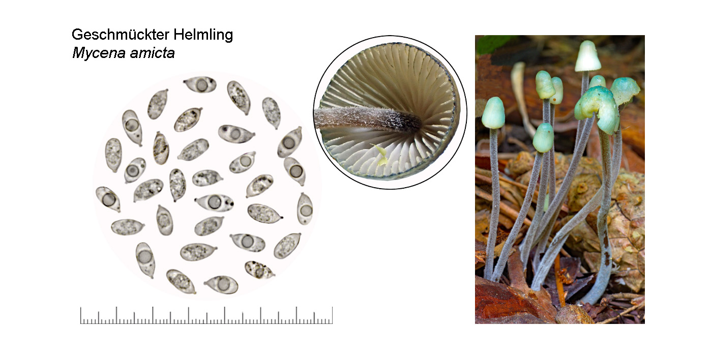 Mycena amicta, Geschmckter Helmling