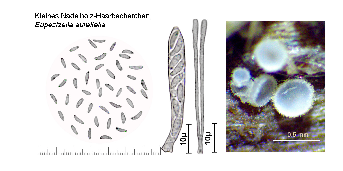 Eupezizella aureliella, Kleines Nadelholz-Haarbecherchen