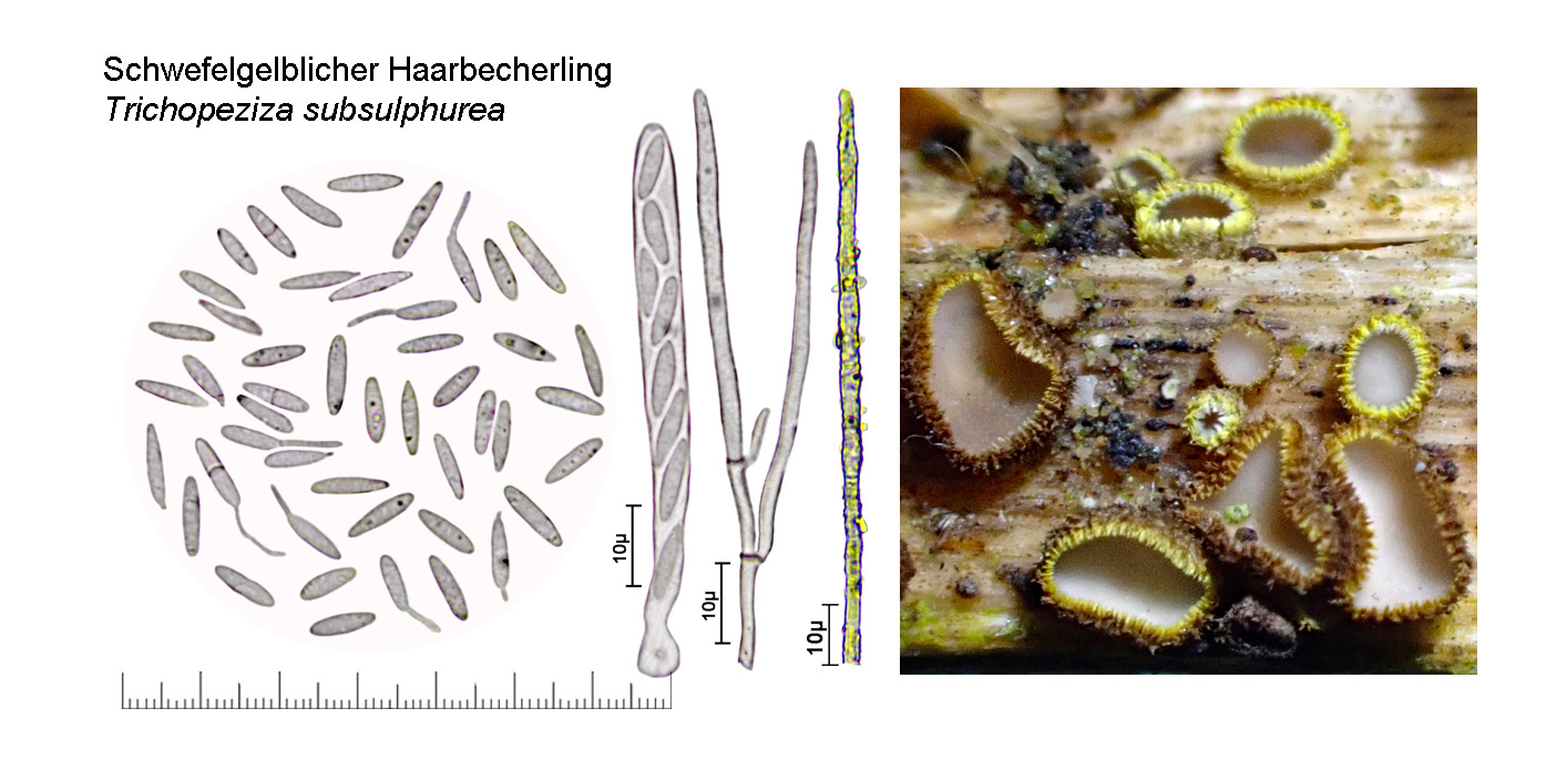 Trichopeziza subsulphurea, Schwefelgelblicher Haarbecherling