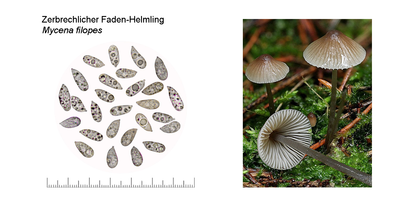 Mycena filopes, Zerbrechlicher Faden-Helmling