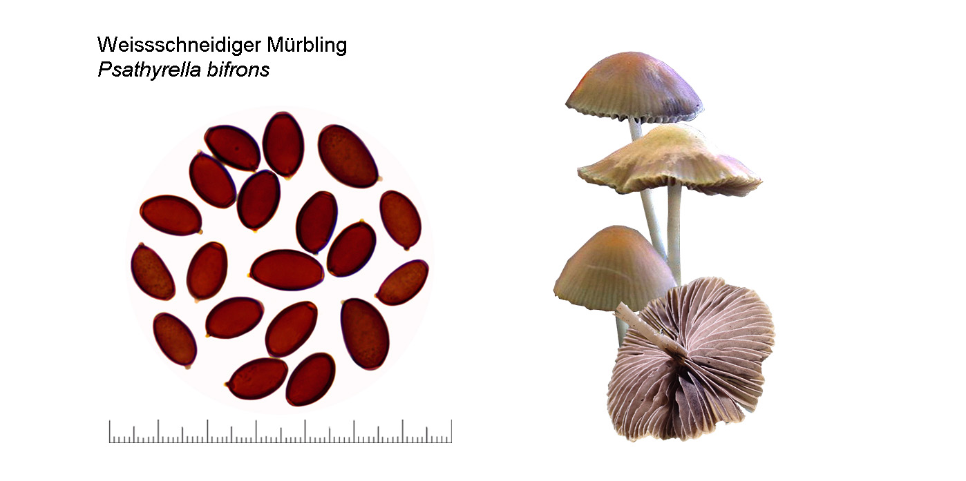 Psathyrella bifrons, Weissschneidiger M�rbling
