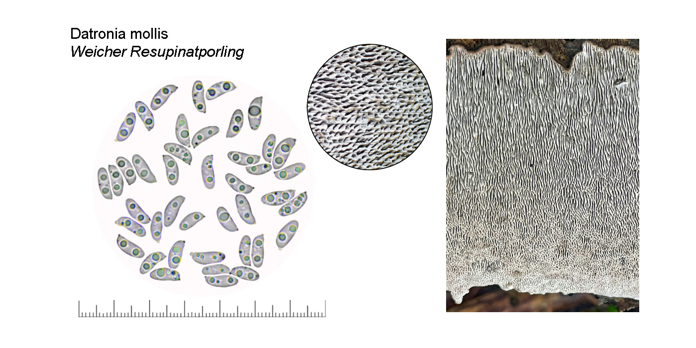 Datronia mollis, weicher Resupinatporling