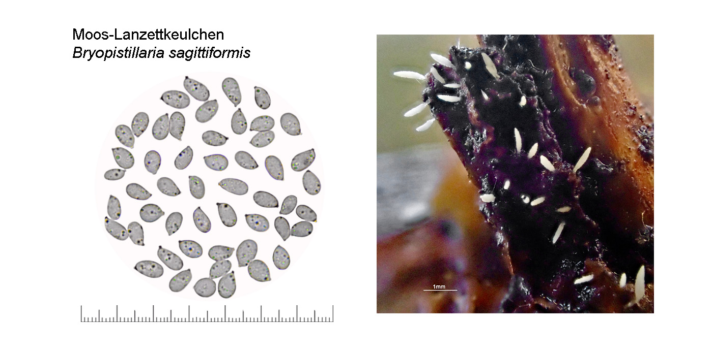 Bryopistillaria sagittiformis, Moos-Lanzettkeulchen