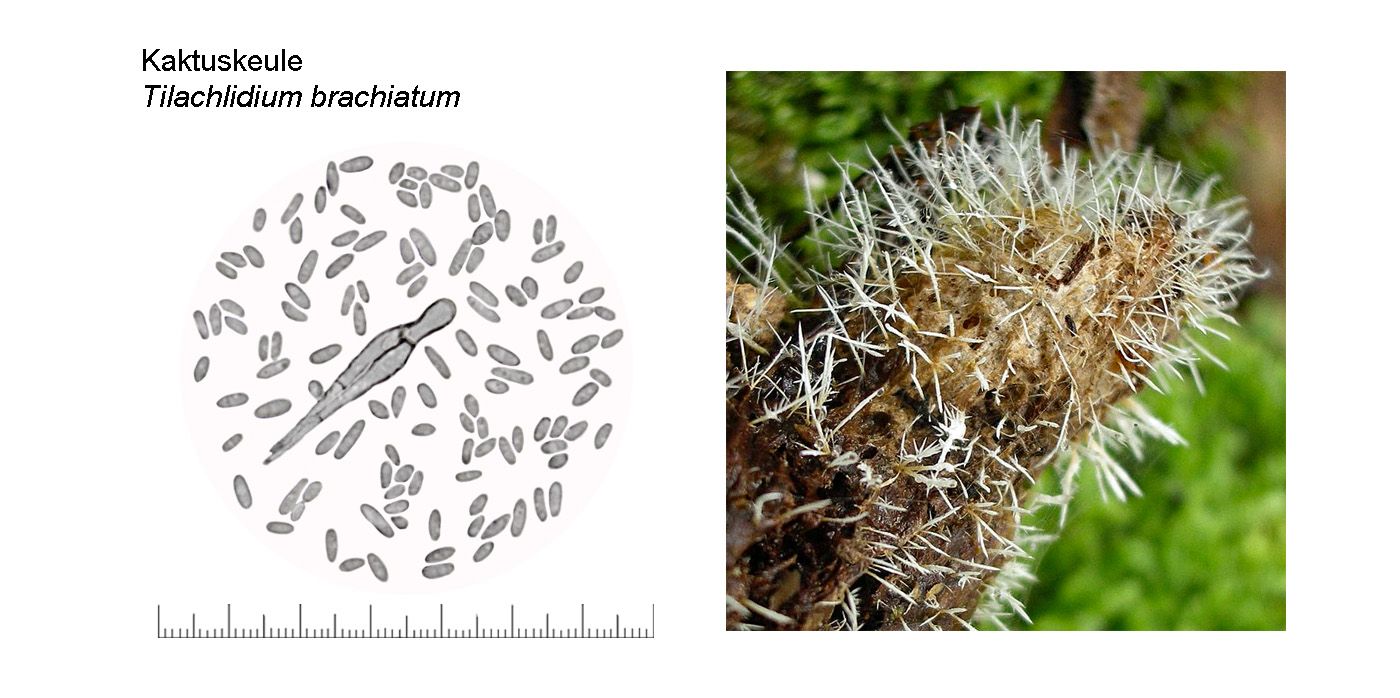 Tilachlidium brachiatum, Kaktuskeule