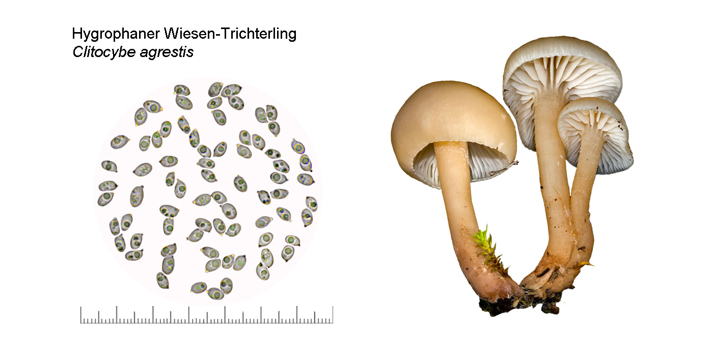 Clitocybe agrestis, Hygrophaner Wiesen-Trichterling