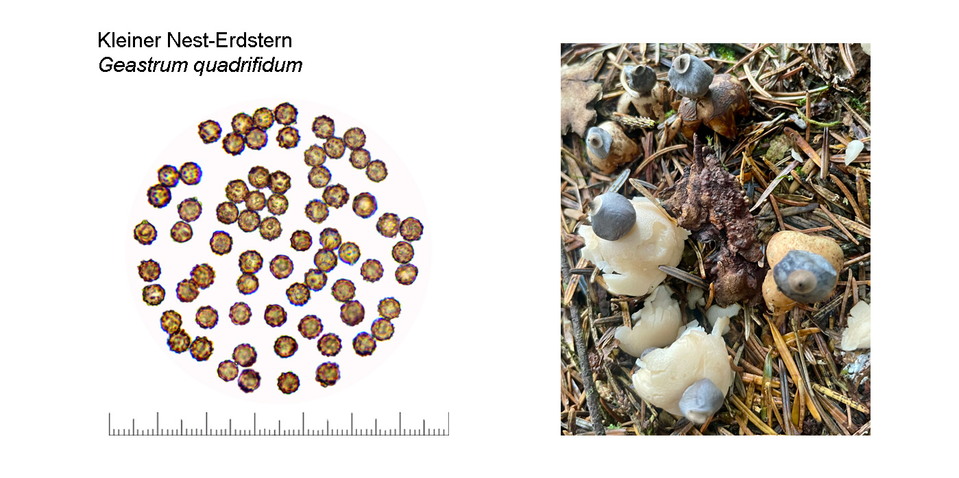 Geastrum quadrifidum, Kleiner Nest-Erdstern