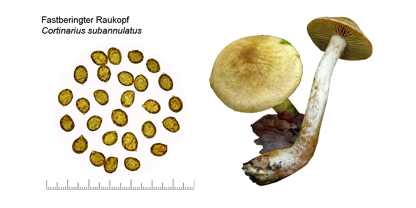 Cortinarius subannulatus, Fastberingter Rauhkopf