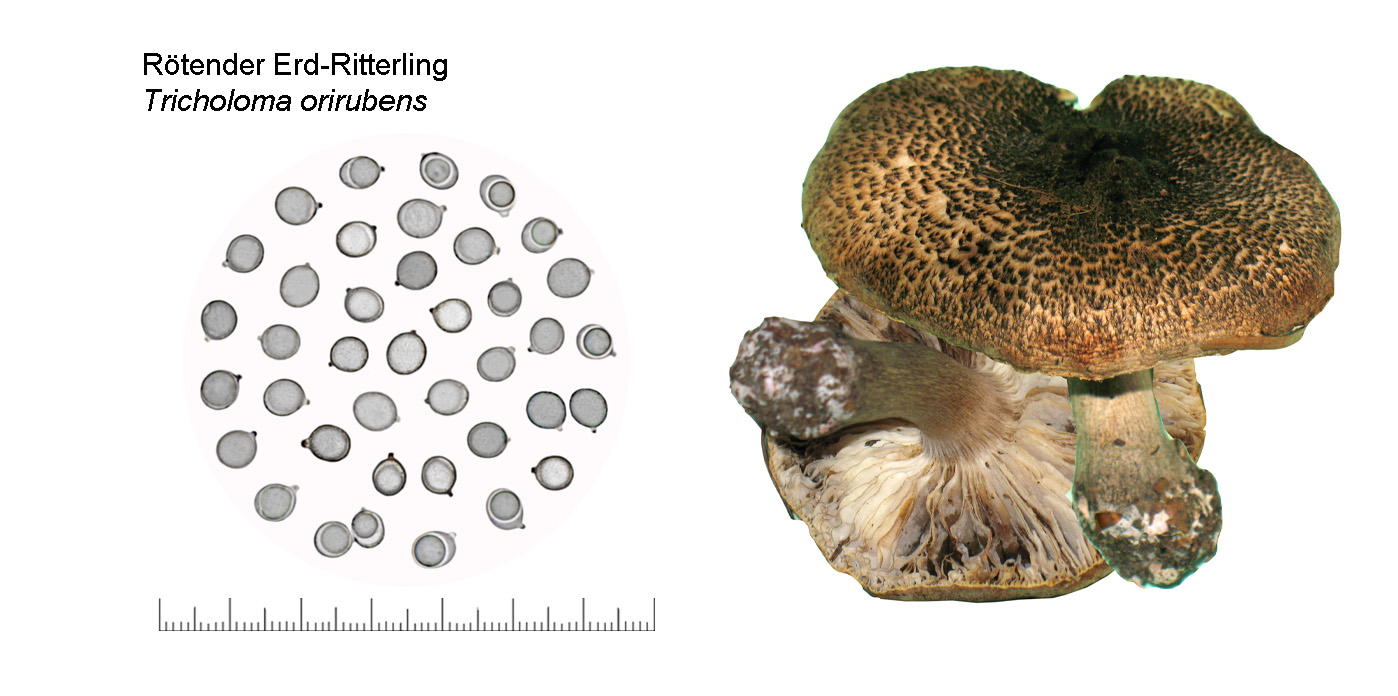 Tricholoma orirubens, R�tender Erdritterling