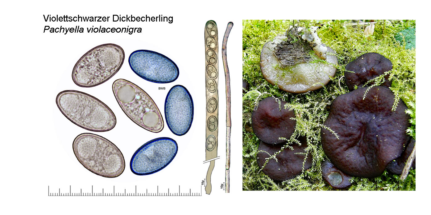 Pachyella violaceonigra, Violettschwarzer Dickbecherling