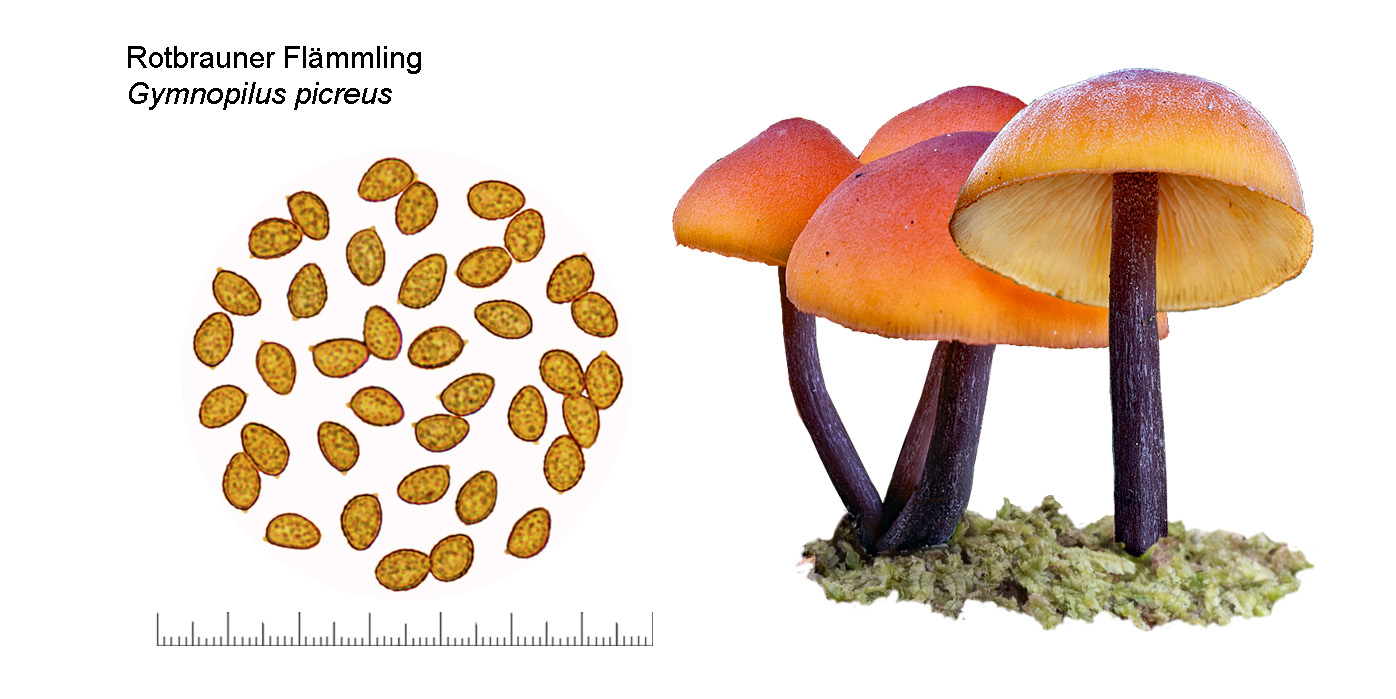 Gymnopilus picreus, Rotbrauner Fl�mmling