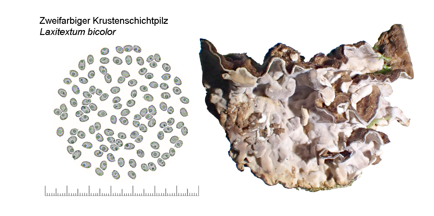Laxitextum bicolor, Zweifarbiger Krustenschichtpilz