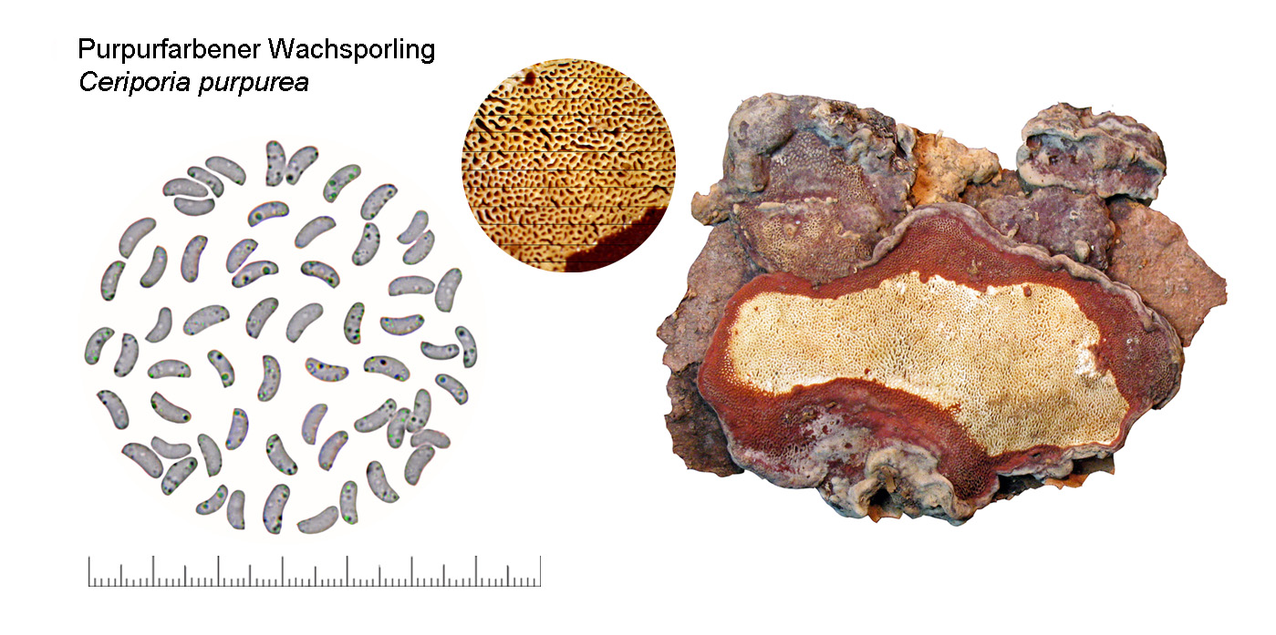 Ceriporia purpurea, Purpurfarbener Wachsporling