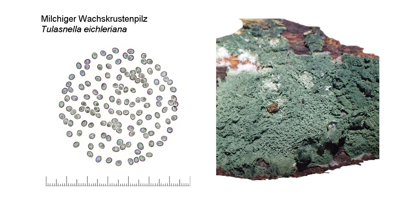 Tulasnella eichleriana, Milchiger Wachskrustenpilz