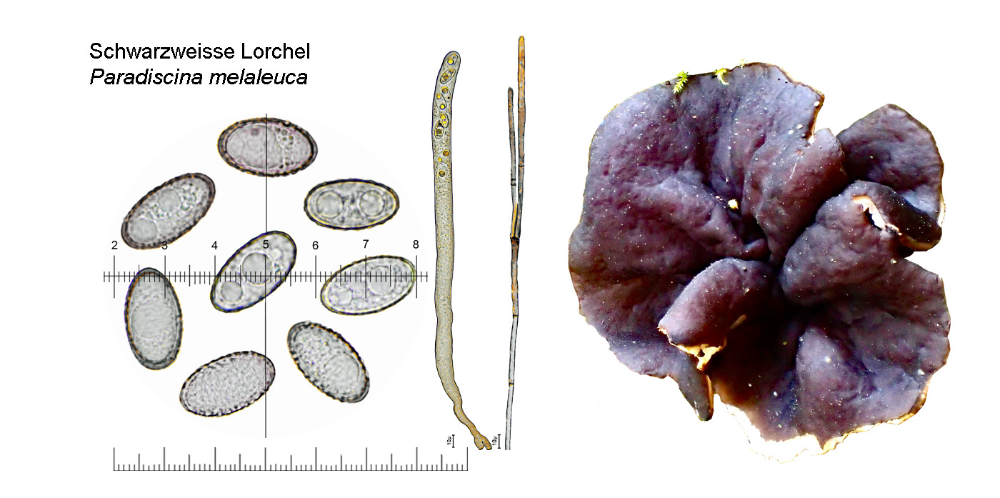 Paradiscina melaleuca, Schwarzweisse Lorchel
