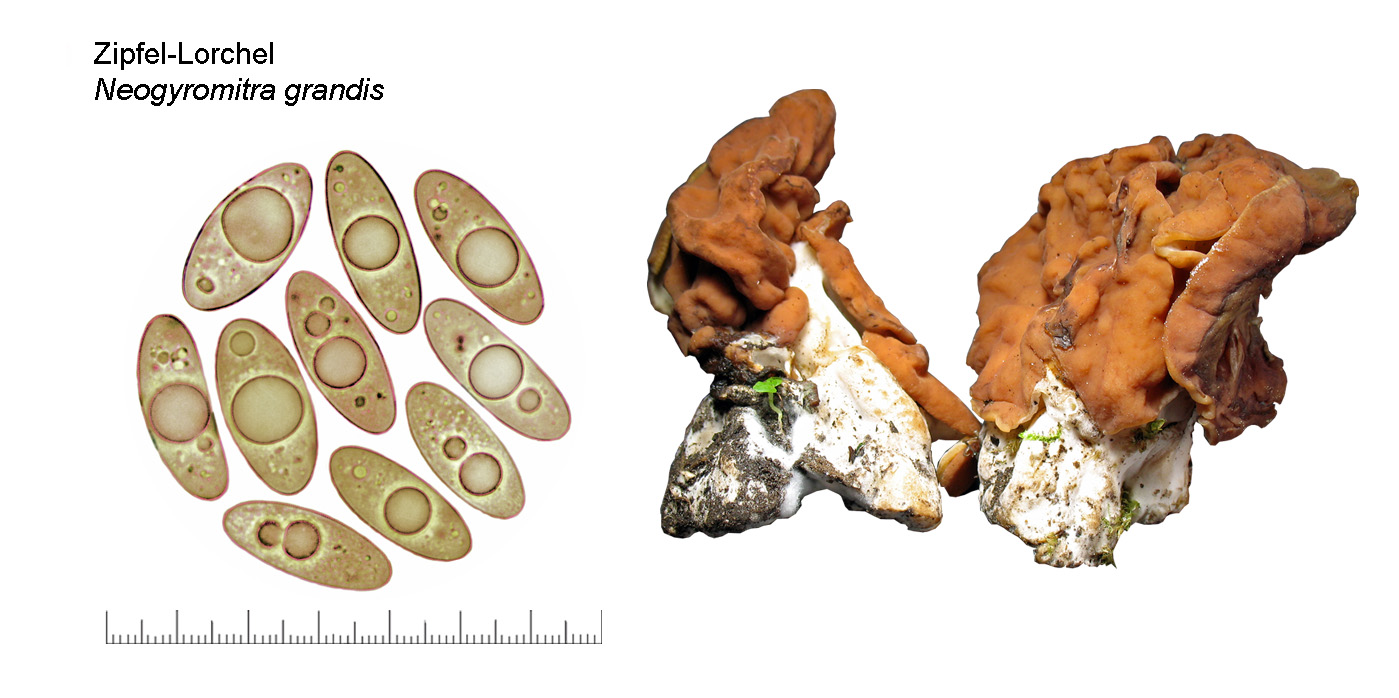 Neogyromitra grandis, Zipfel-Lorchel