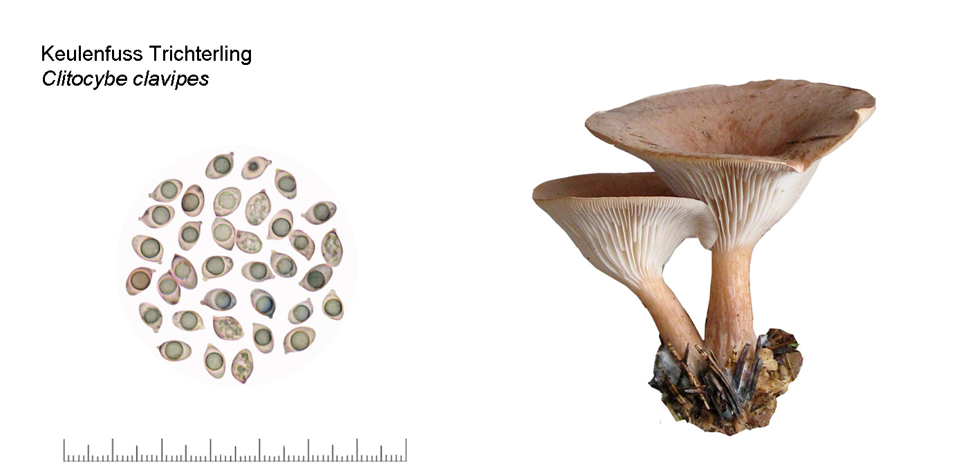 Clitocybe clavipes, Keulenfuss-Trichterling
