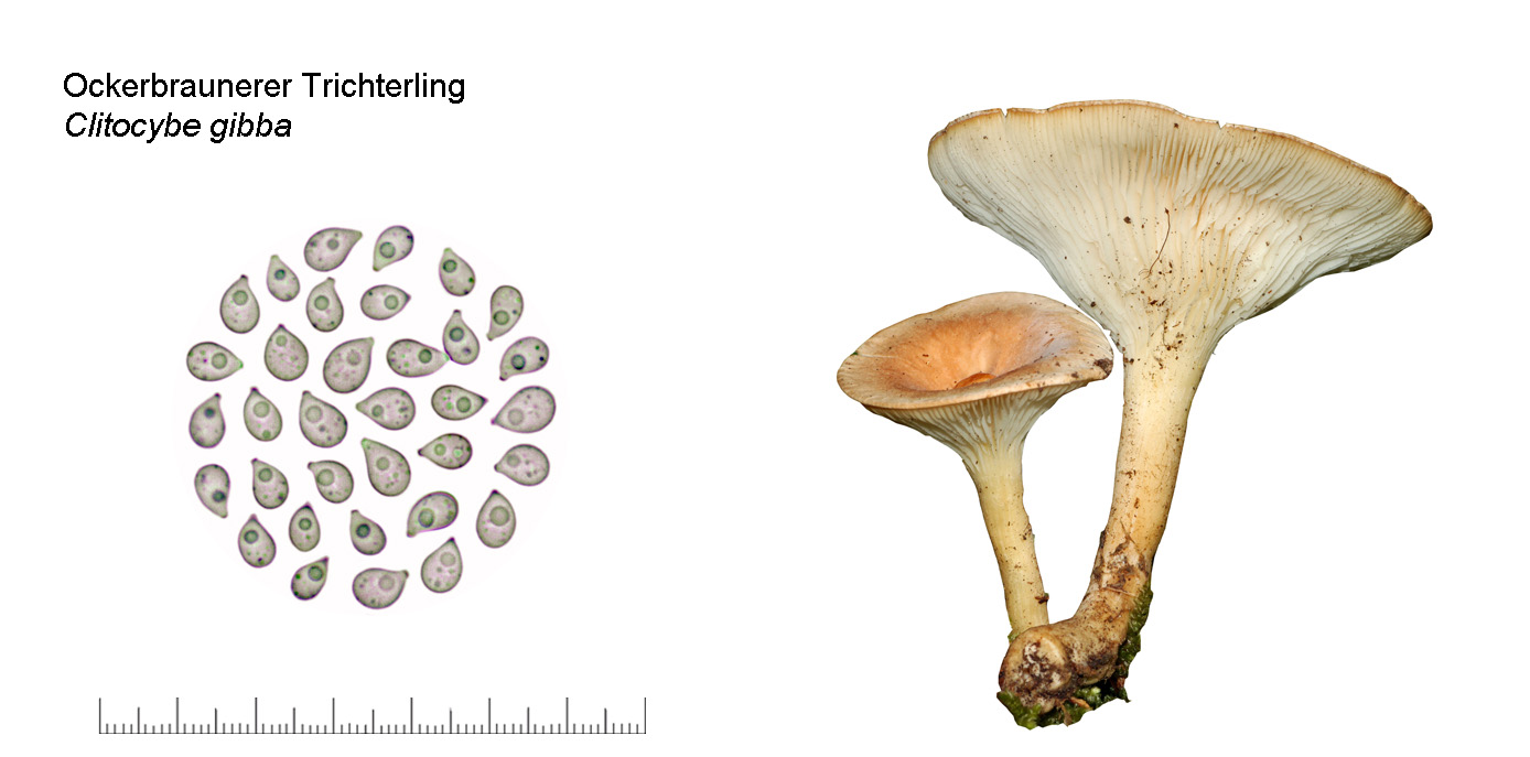 Clitocybe gibba, Ockerbrauner Trichterling