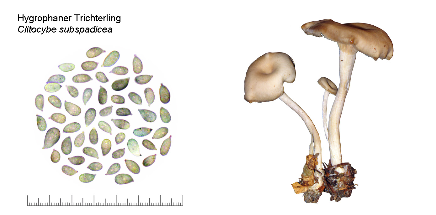 Clitocybe subspadicea, Hygrophaner Trichterling