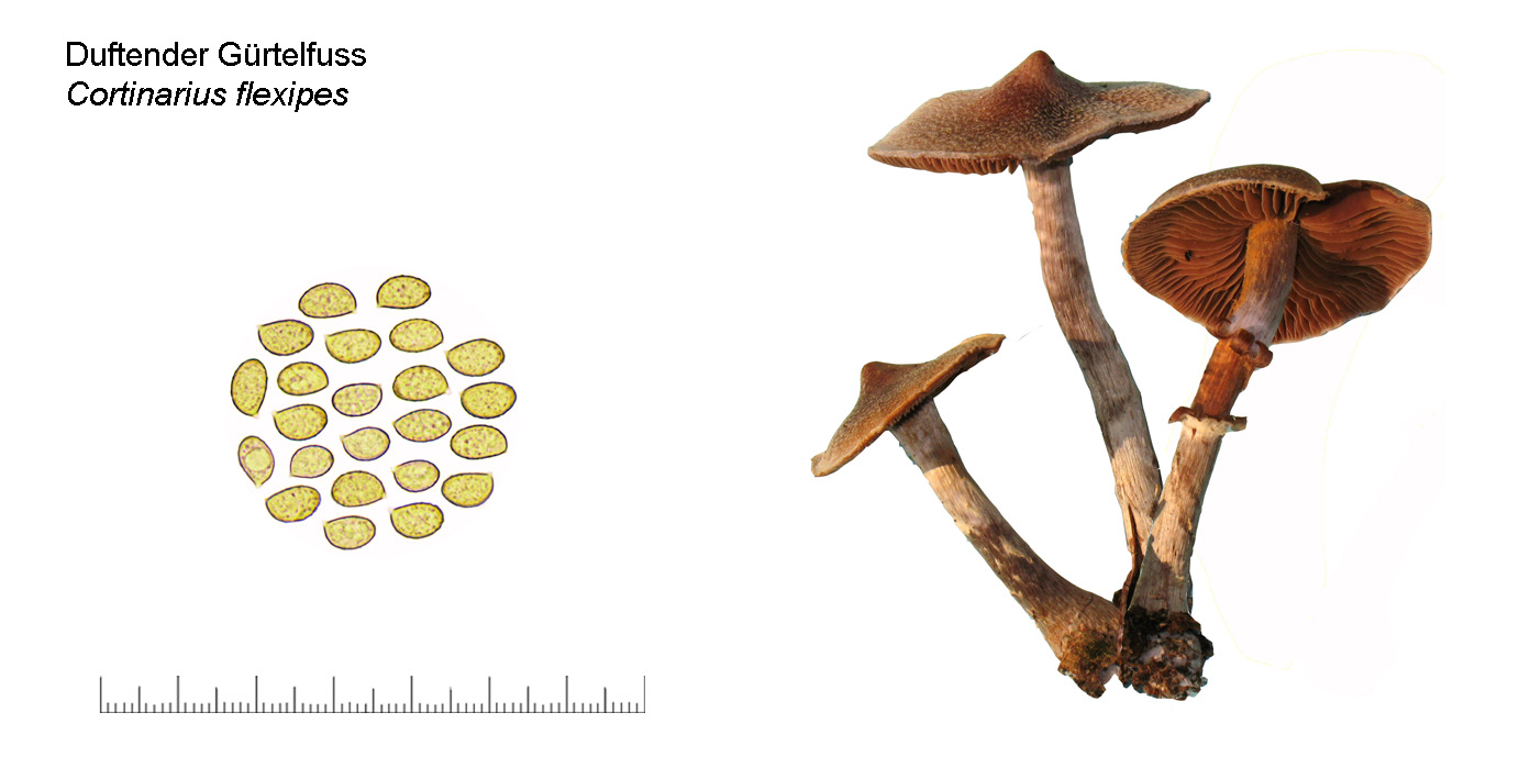 Cortinarius flexipes, Duftender Gürtelfuss