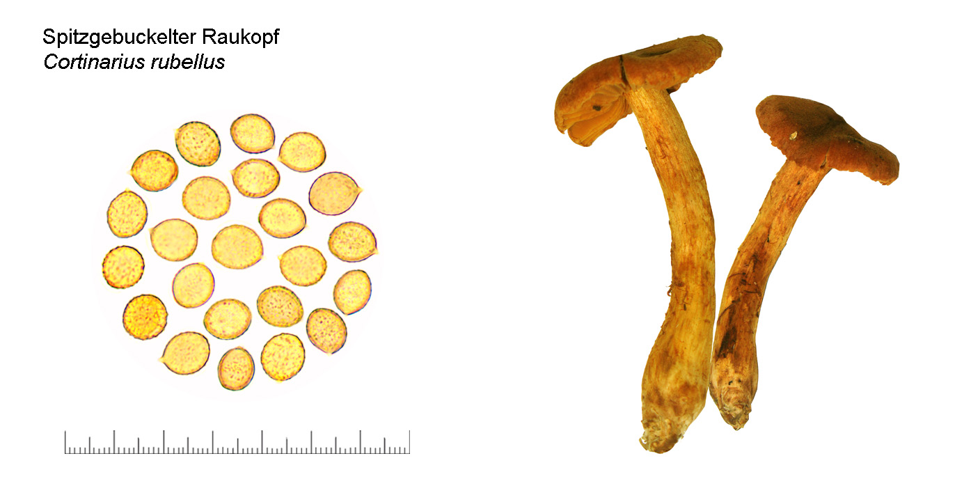 Cortinarius rubellus, Spitzgebuckelter Raukopf